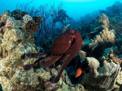 Picture of OCTOPUSES GARDEN