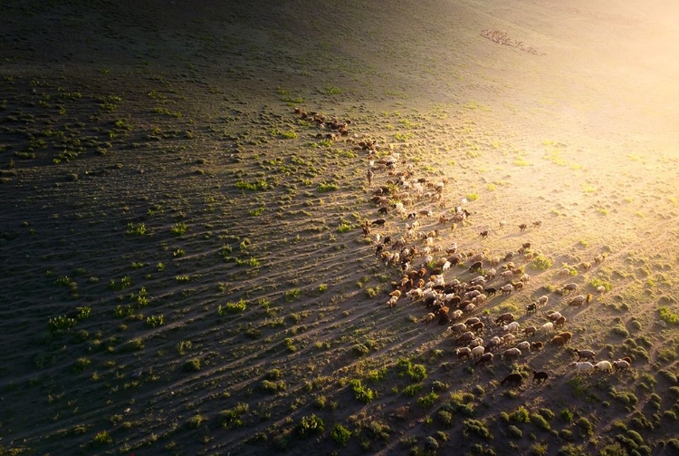 Picture of THE SHEEP IN GOLDEN LIGHT