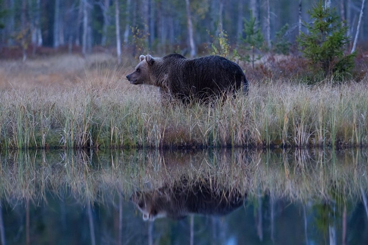 Picture of BROWN BEAR REFLECTION