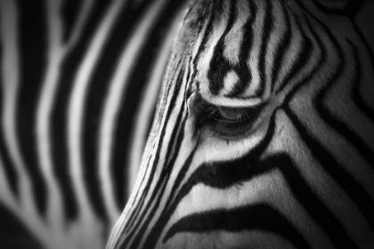 Picture of ZEBRA