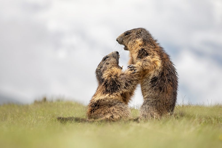 Picture of SPARRING