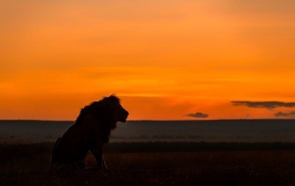 Picture of KING IN SUNRISE