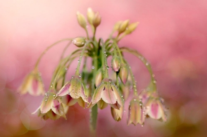 Picture of DEW DROPS