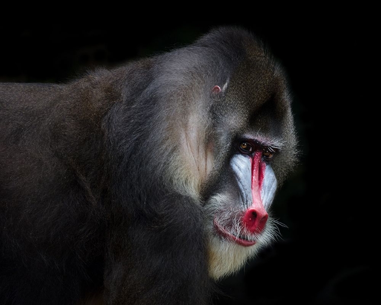 Picture of MANDRILL-2