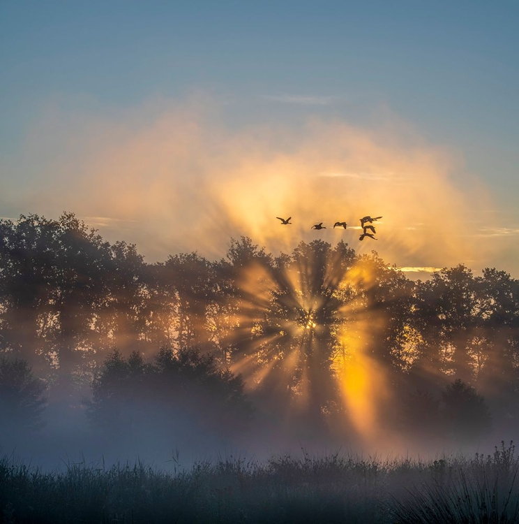 Picture of THE NETHERLANDS IN THE EARLY MORNING