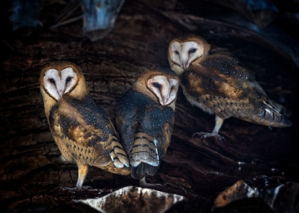 Picture of BABY BARN OWLS