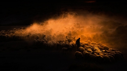 Picture of HERD OF SHEEP