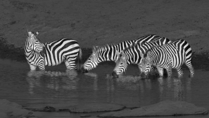 Picture of ZEBRAS DRINKING