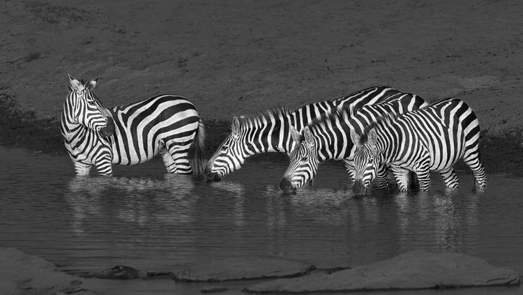 Picture of ZEBRAS DRINKING