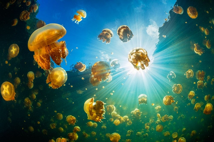 Picture of SUNLIGHT AND JELLYFISH