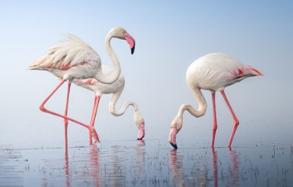 Picture of GREATER FLAMINGOS