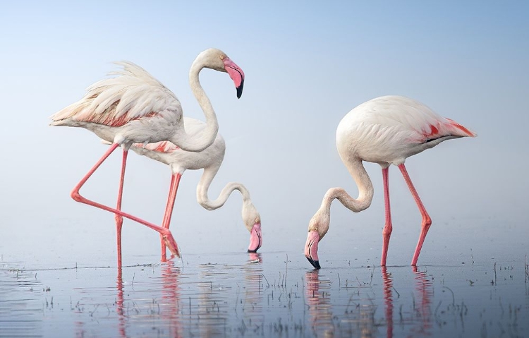 Picture of GREATER FLAMINGOS