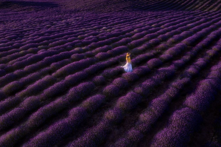 Picture of THE WOMAN IN LAVENDER