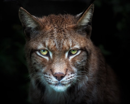 Picture of LYNX GAZE