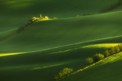 Picture of FIELDS OF GREEN