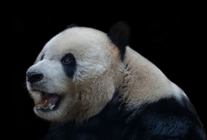 Picture of GIANT PANDA