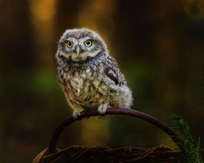 Picture of SMALL SCREECH OWL