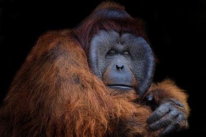 Picture of MR. ORANG UTAN