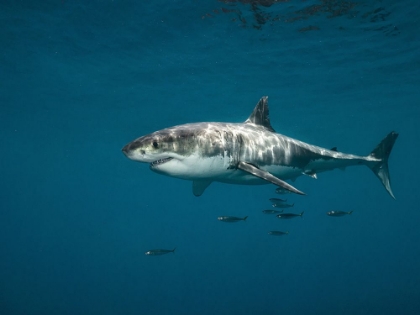 Picture of GREAT WHITE SGARK