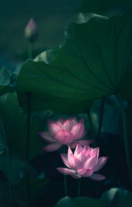 Picture of WATER LILY