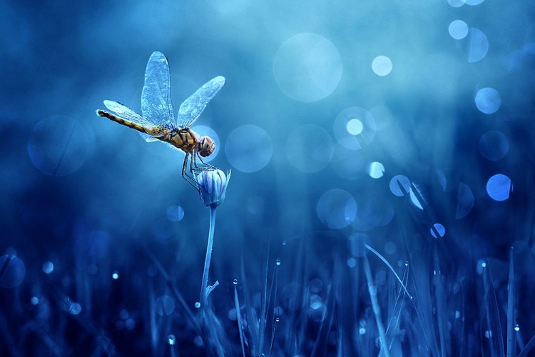 Picture of DRAGONFLY