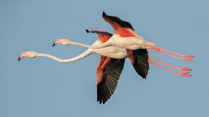 Picture of FLAMINGOS IN FLIGHT