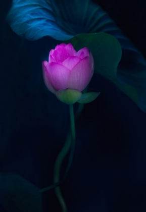 Picture of LOTUS IN LIGHT