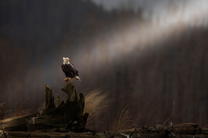 Picture of BALD EAGLE