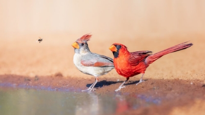 Picture of A BEE AND 2 CARDINALS