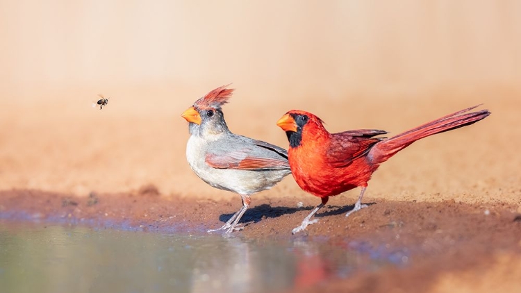 Picture of A BEE AND 2 CARDINALS