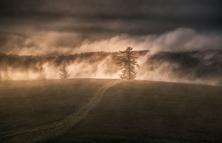 Picture of RISING FOG