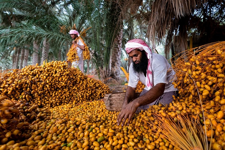 Picture of DATES HARVEST