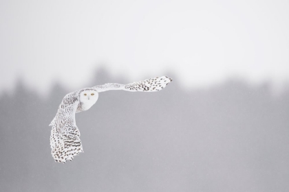 Picture of FLYING IN THE FROZEN SKY