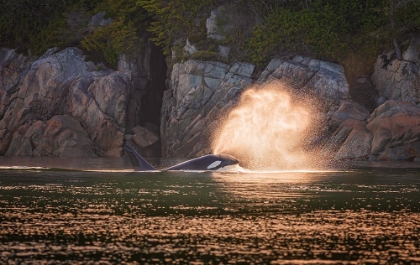 Picture of ORCA AT SUNSET