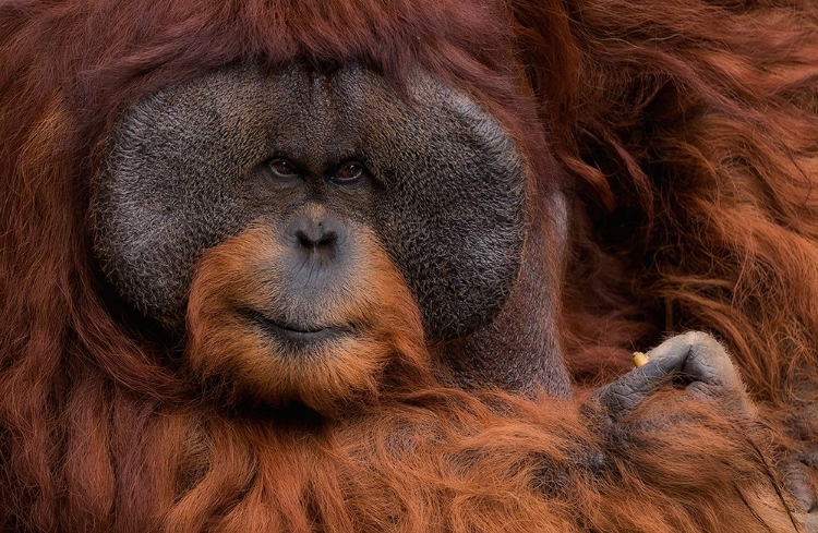 Picture of ORANG UTAN