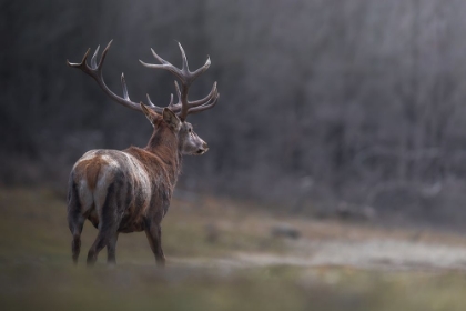 Picture of CROWNED BY NATURE