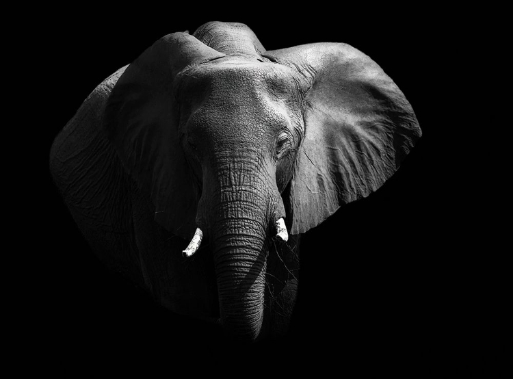 Picture of ELEPHANT.