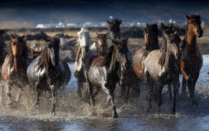 Picture of HORSES