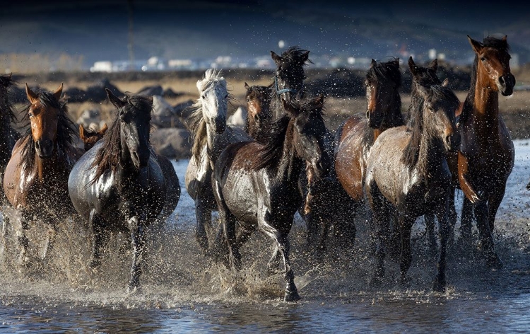 Picture of HORSES