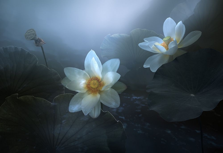 Picture of LOTUS