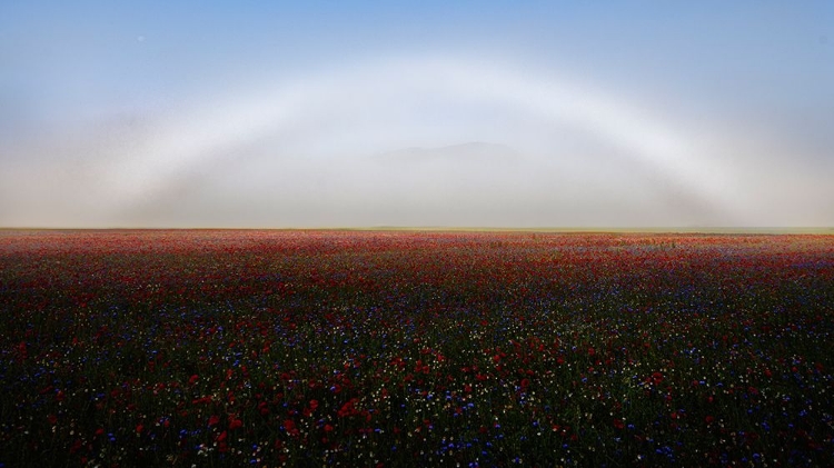 Picture of FOGBOW