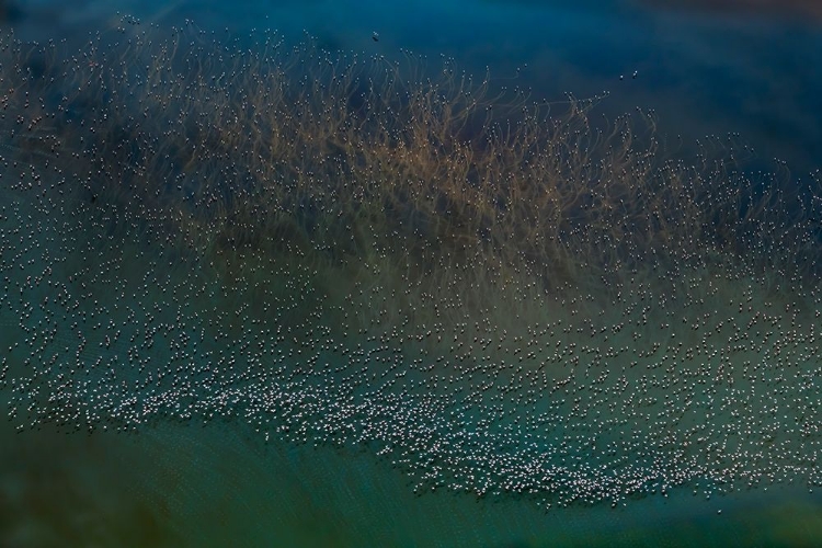 Picture of MILLIONS FLAMINGOS TAKING OFF