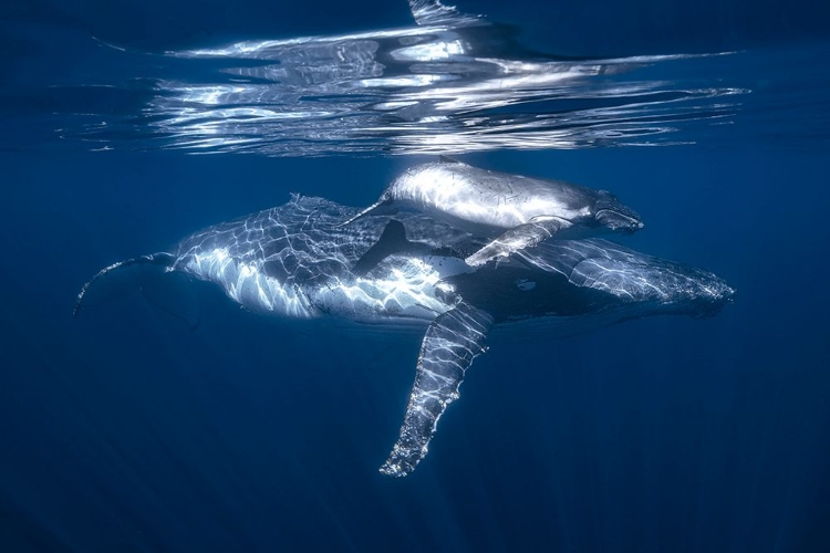 Picture of A HUMPBACK WHALE AND ITS CALF