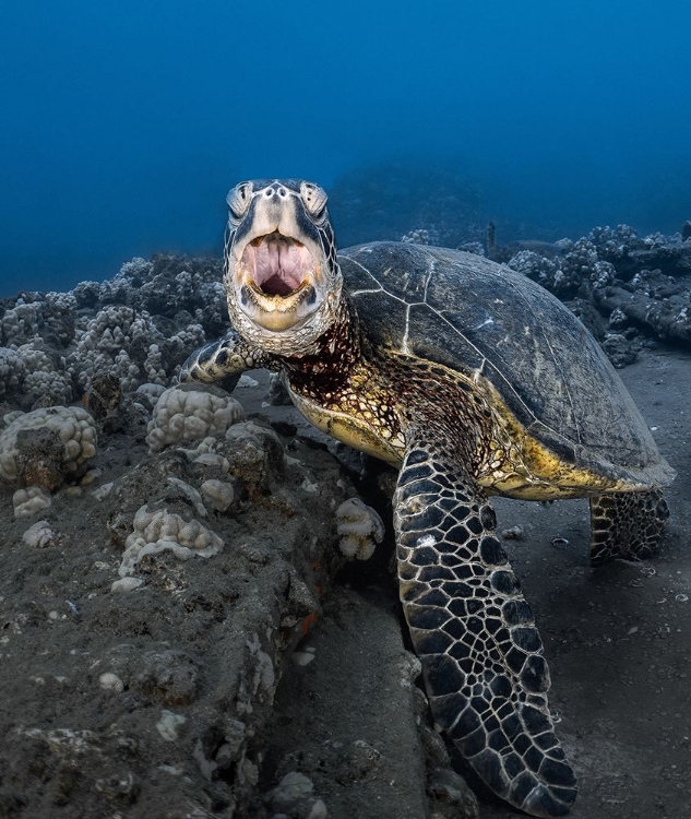 Picture of TURTLE YAWNING