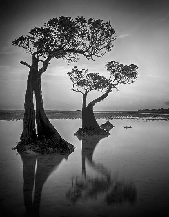 Picture of DANCING TREES