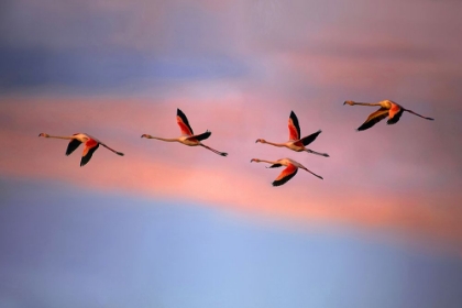 Picture of FLAMINGOS AT SUNSET