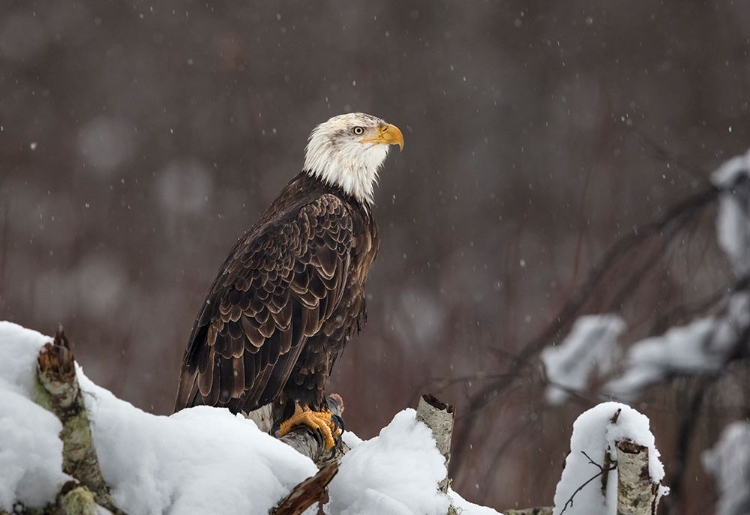 Picture of PROUD BUT COLD