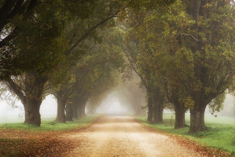 Picture of MISTY FOREST