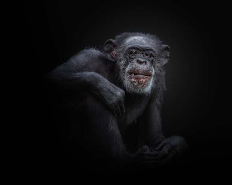 Picture of CHIMPANZEE