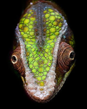 Picture of CHAMELEONS HEAD